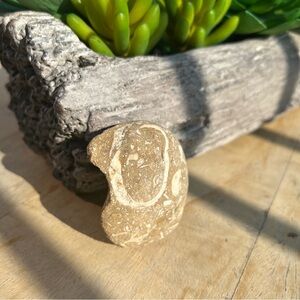 Fossiliferous Limestone Specimen w/ Visible Marine Shell Fossils Natural Stone